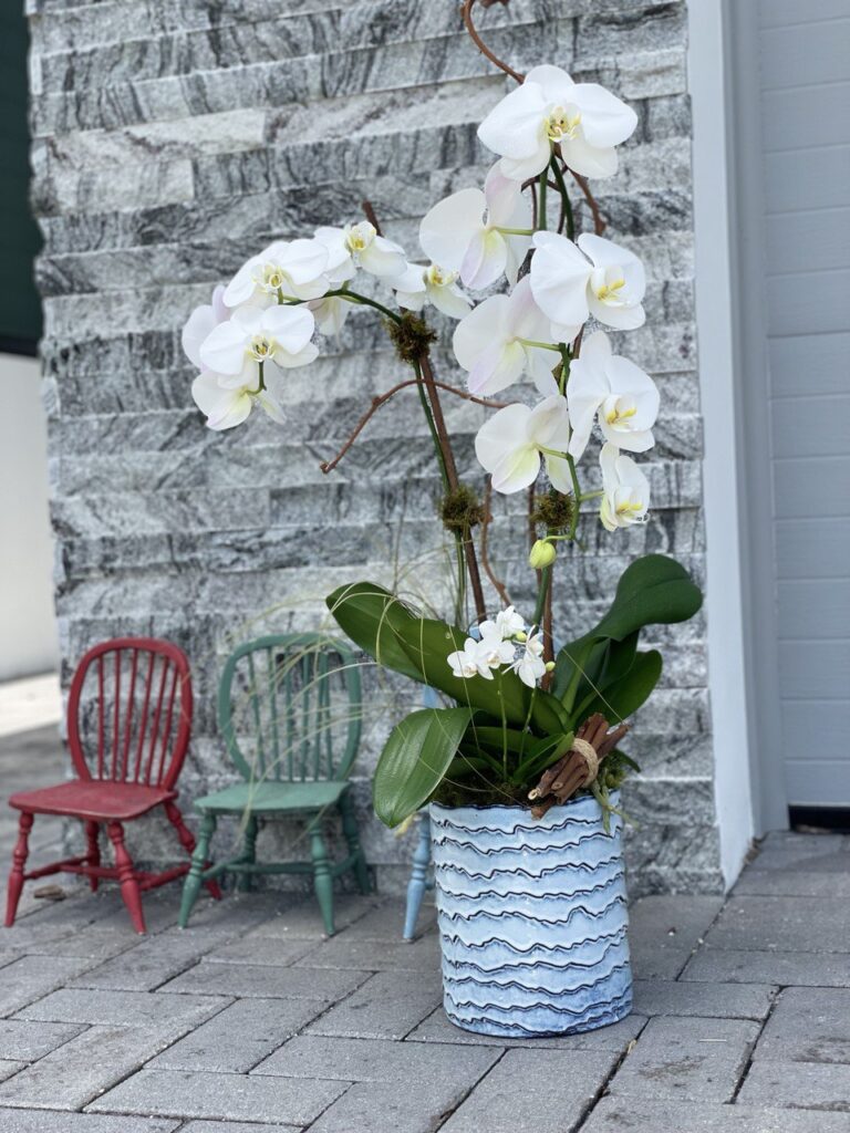 Your Blooming Hub for All Things Orchids and Floral Gifts