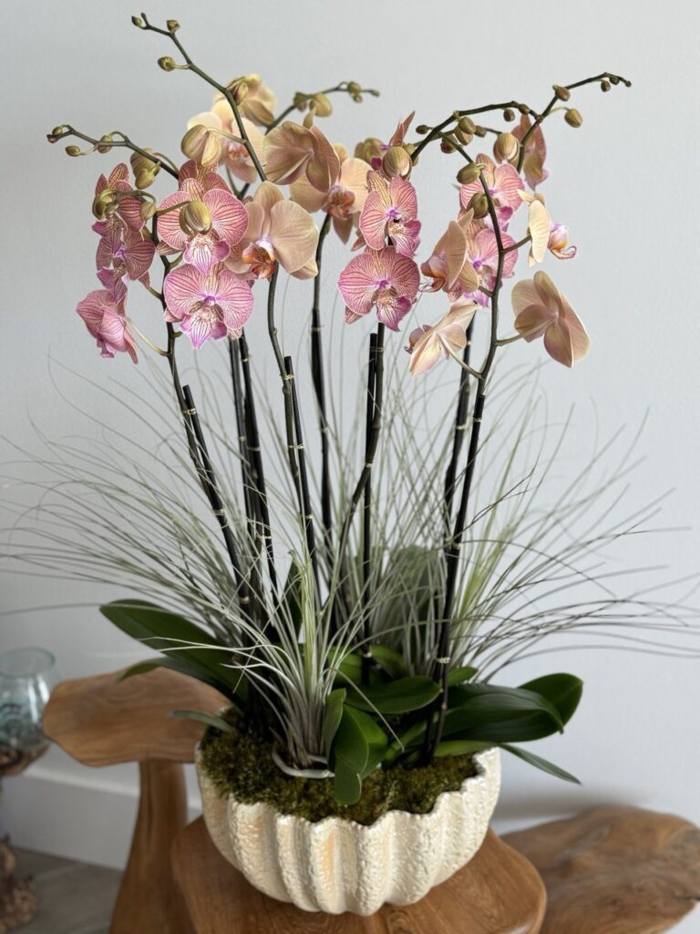 Your Blooming Hub for All Things Orchids and Floral Gifts