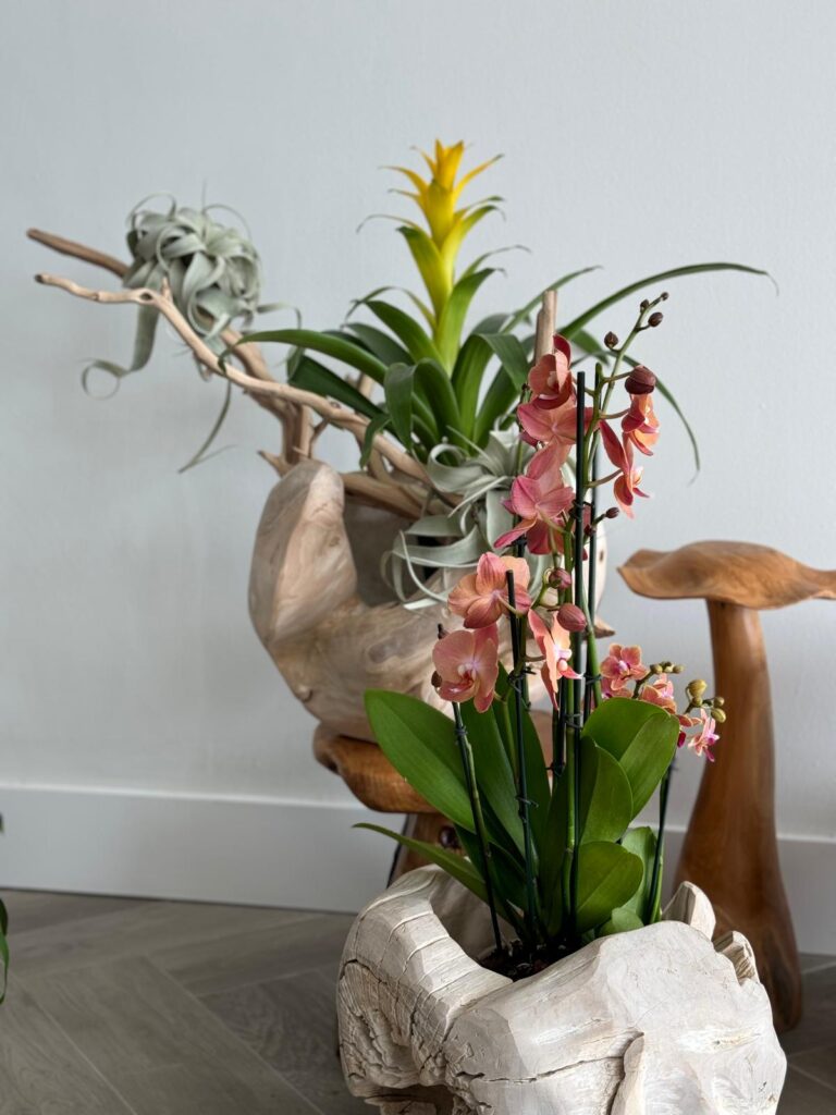 Orchids for Your Dining Room