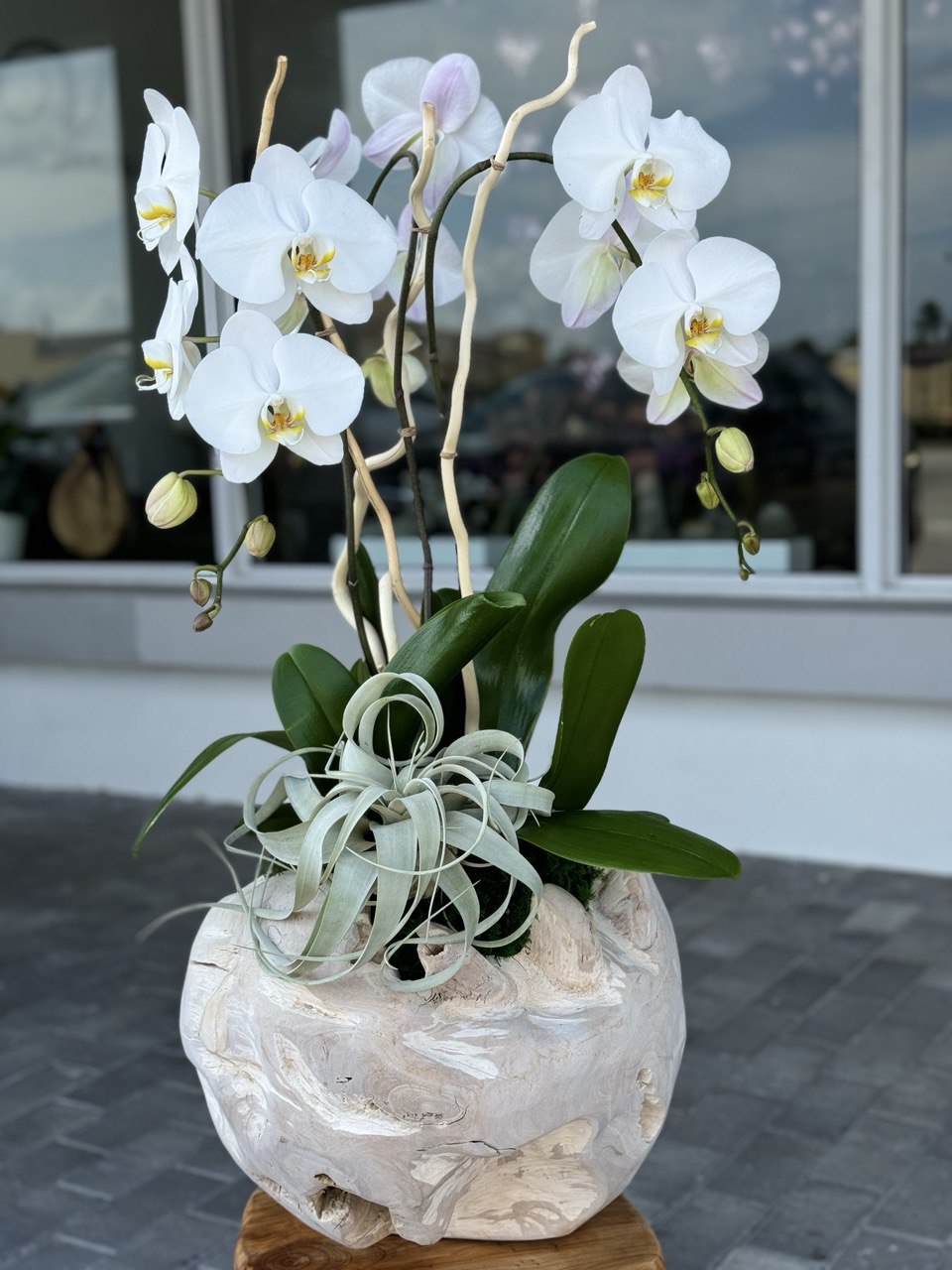 how to take care of orchids