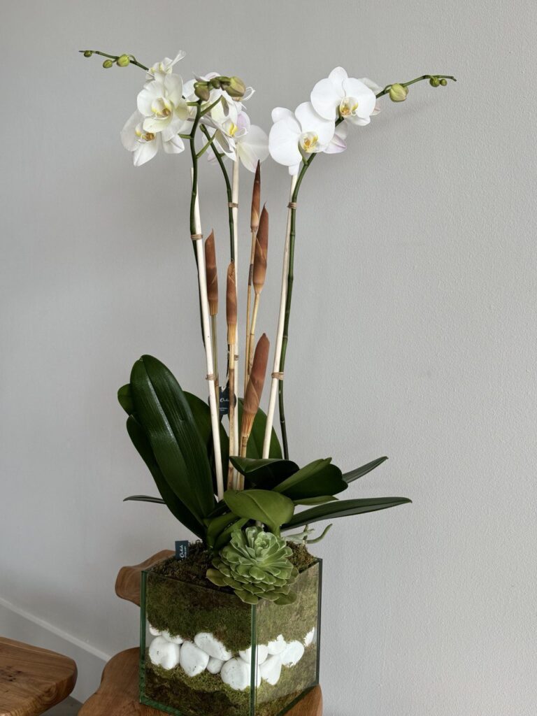 how to take care of orchids