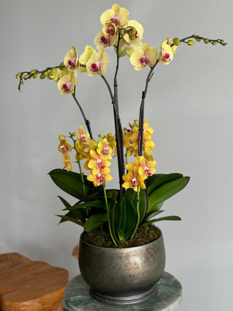 Valentine’s Day Gift for mother