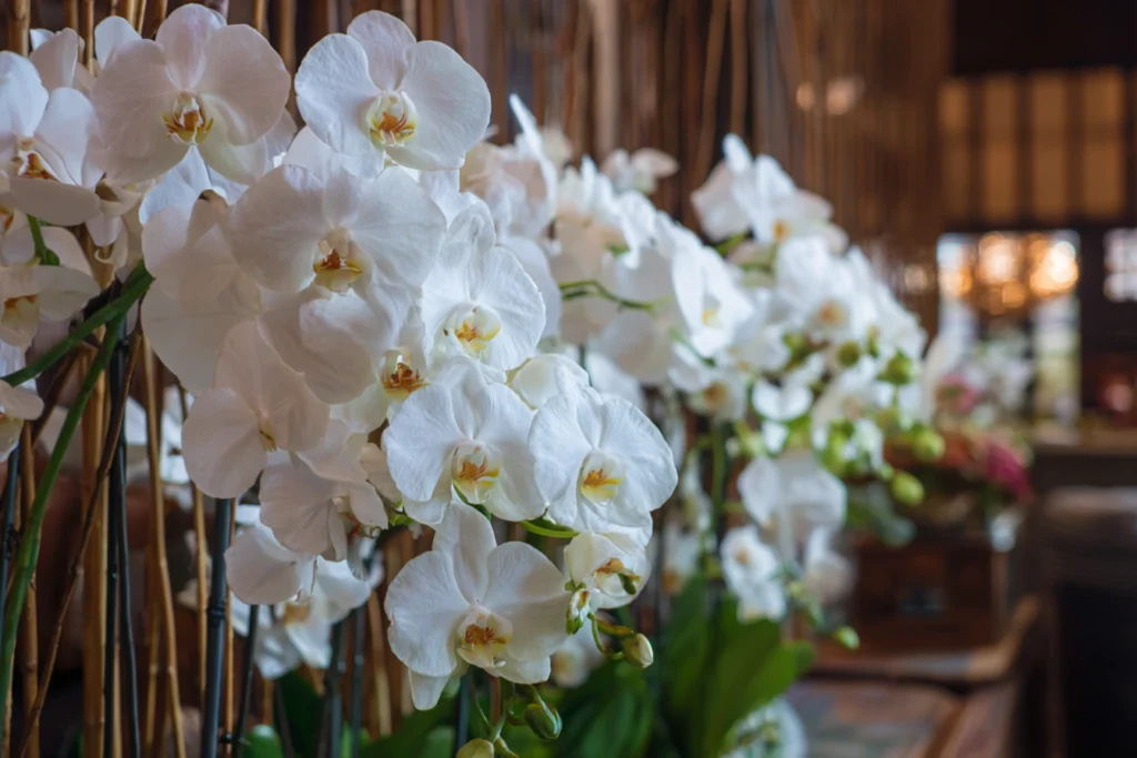 Orchid Arrangements in West Palm Beach by Jamie the Florist