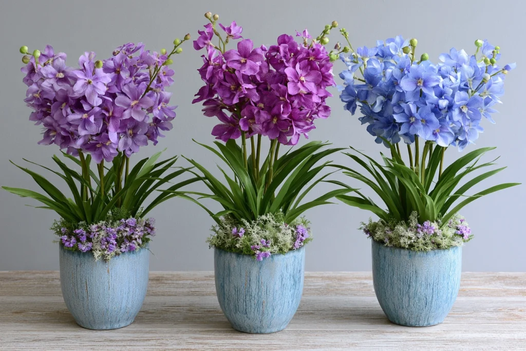 vanda